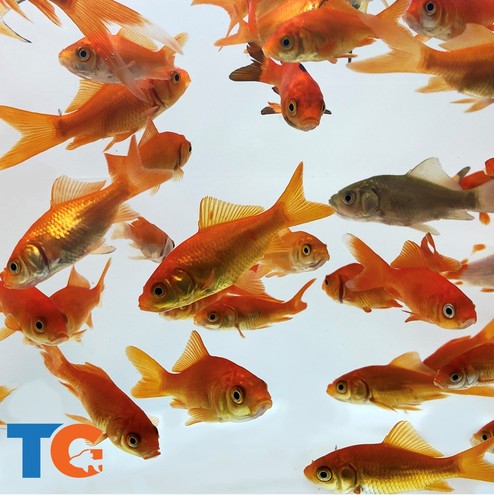 Feeder common goldfish for - goldfish,