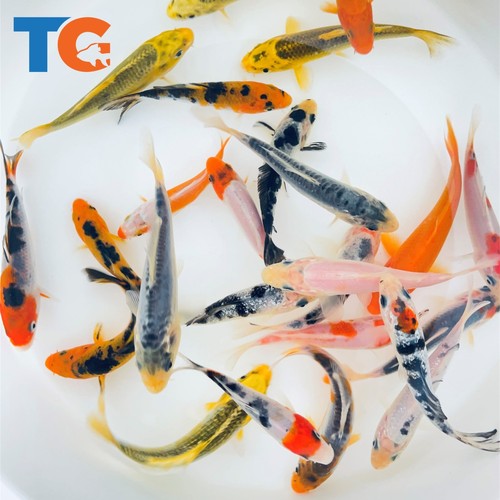 Standard fin koi - fin, for