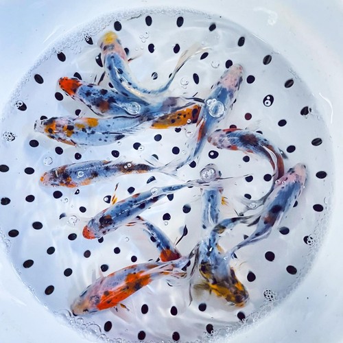 Shubunkin goldfish for sale - goldfish,