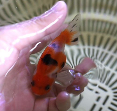 Live fish inch - 3, 1/4“