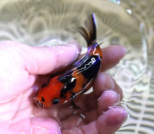 Live fish inch - 1/4“, ranchu
