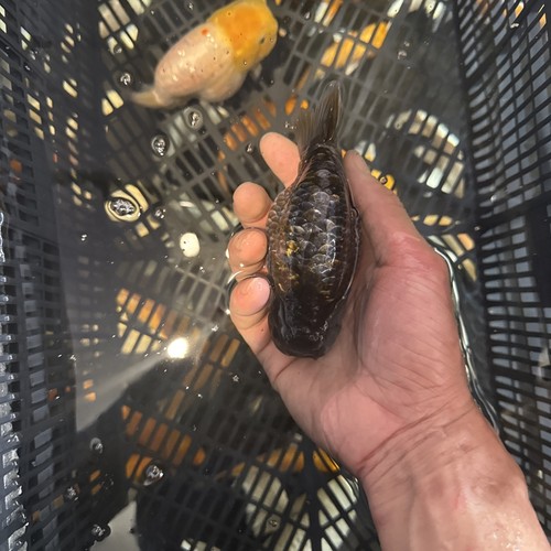 Ranchu goldfish 5inches live - ranchu,
