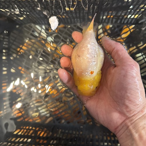 Ranchu goldfish 5inches - goldfish, 4.5inches