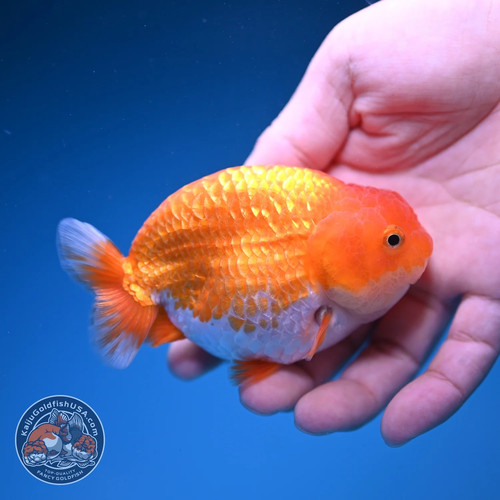 Live fancy goldfish red - fancy,