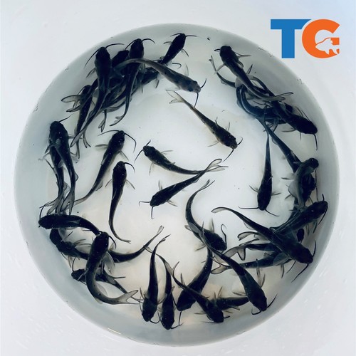 Ornamental catfish for sale - catfish,
