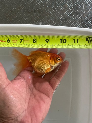 Oranda red premium live - oranda,