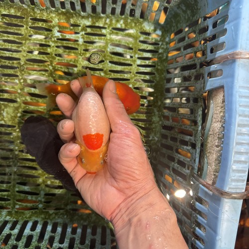Ranchu goldfish 5inches live - ranchu, 4.5inches