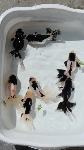 Live oranda panda goldfish - live,