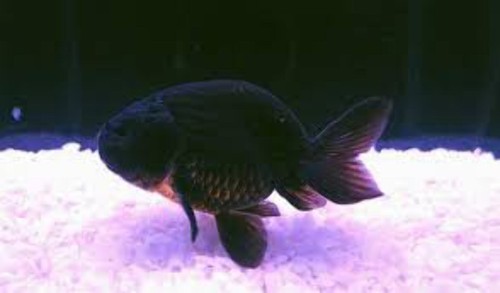 Pack black ranchu goldfish - 3-pack,