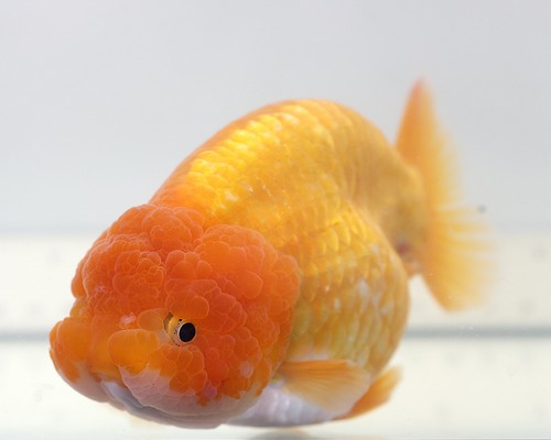 Live fish inch - 6“, ranchu