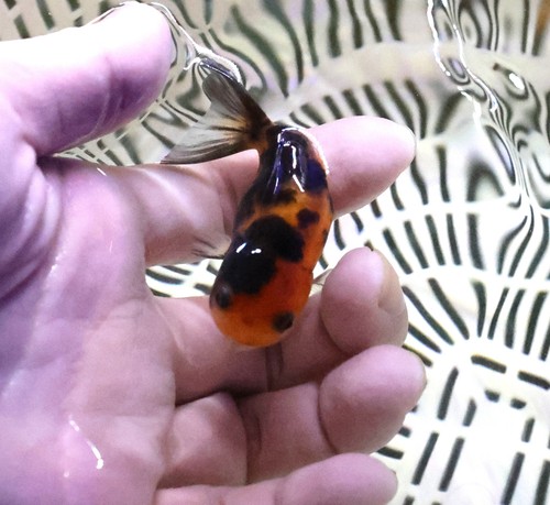 Live fish inch ranchu - 2,
