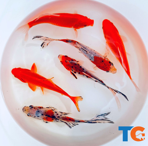 Goldfish pond pack for sale - pond, #3