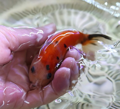 Live fish inch ranchu - 3,