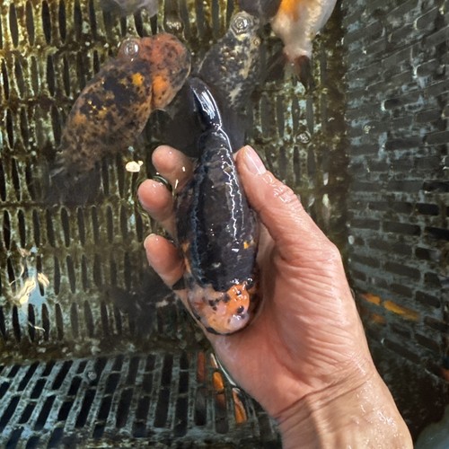 Ranchu goldfish inches live - goldfish, 5
