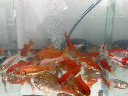 Live fish goldfish size - live,