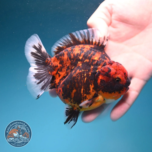 Live fancy goldfish tiger - goldfish,