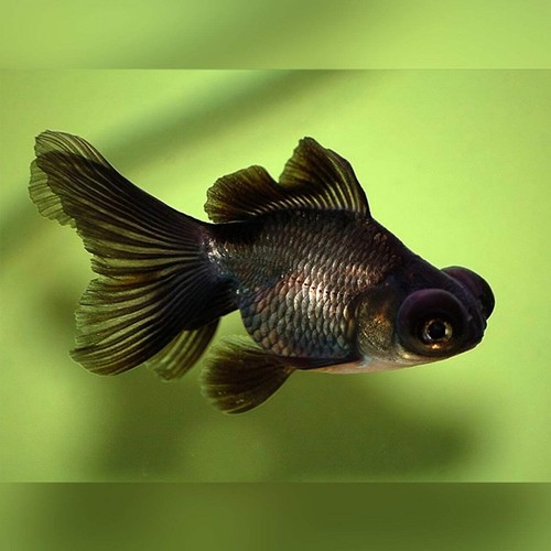 Pack black moor goldfish - black,