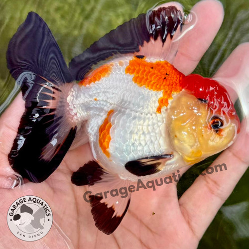 Live premium fancy goldfish - live,